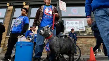 This time the Cubs can't blame Billy Goat