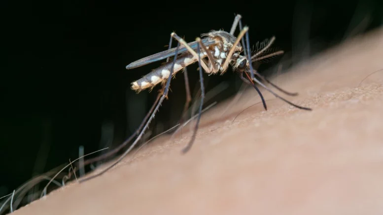 From VOA Learning English, this is the Health & Lifestyle report. Amid the southern hemisphere summer, South America is witnessing a significant rise in cases of dengue, a mosquito-borne illness prevalent across much of Latin America. Dengue symptoms include high fever, extreme fatigue, muscle pain, and internal bleeding. In Brazil, dengue is commonly referred to as "breakbone fever" due to the severe joint pain it induces. Some individuals infected with the disease may show no symptoms, yet dengue can prove fatal. Introduction of a New Dengue Vaccine Brazilian officials are preparing to launch a new dengue vaccine campaign, marking the country as the first worldwide to offer such a vaccine. This initiative, slated to commence shortly, comes as Brazil grapples with a surge in dengue cases. In addition to vaccine efforts, Brazil has initiated truck-based insecticide spraying as the disease spreads to previously unaffected regions. Hospitals in Paraguay have established nighttime health centers to accommodate the increasing number of dengue patients. Record Dengue Cases in Latin America The year 2023 witnessed record-high dengue cases across Latin America. Argentina reported a significant surge, with 12,500 additional cases of dengue recorded in December compared to the same period the previous year. This rise in cases has prompted health advisories and resulted in shortages of insect repellent. Impacts of Weather Changes on Disease Spread Scientists attribute the heightened spread of dengue, not only in South America but also in other regions, to rising temperatures and the El Niño weather phenomenon in the Pacific. These factors extend the dengue season, exacerbating the disease's prevalence. Thais dos Santos, specializing in insect-borne diseases at the Pan American Health Organization (PAHO), notes that climate change has expanded the range for mosquito breeding, both in the Americas and globally. According to PAHO data, the Americas reported 4.2 million cases of dengue and 2,050 deaths last year, with much of the burden observed in the "Southern Cone" of South America. During the December-February summer months in the southern hemisphere, hot and humid conditions create favorable environments for mosquito breeding, facilitating the transmission of the potentially deadly disease. In Brasilia, individuals have been queuing up outside medical centers offering dengue testing. Dengue cases in the Brazilian capital have surged by as much as 646 percent in the first 20 days of January compared to the previous year. Nelson Diego, 37, who tested positive for dengue in Brasilia, described experiencing muscle pain and extreme fatigue, with some days being more challenging than others. Despite his symptoms, he remains hopeful, stating, "Today is one of the better days because I can still open my eyes."